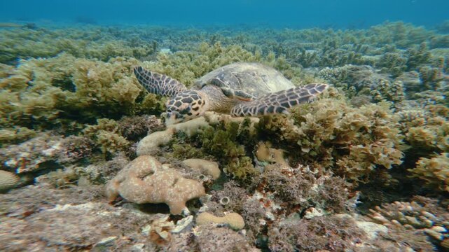 Close up tracking shot of Green Sea Turtle Swimming in Shallow Coral Reef 