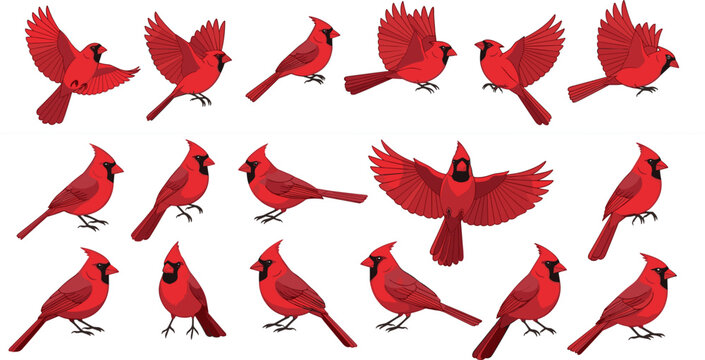 Set of Red Cardinal Bird Illustrations Featuring Flying Perching and Singing Poses with Detailed Feather Design Isolated Collection