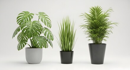 Fototapeta premium Three potted indoor plants monstera snake plant and areca palm