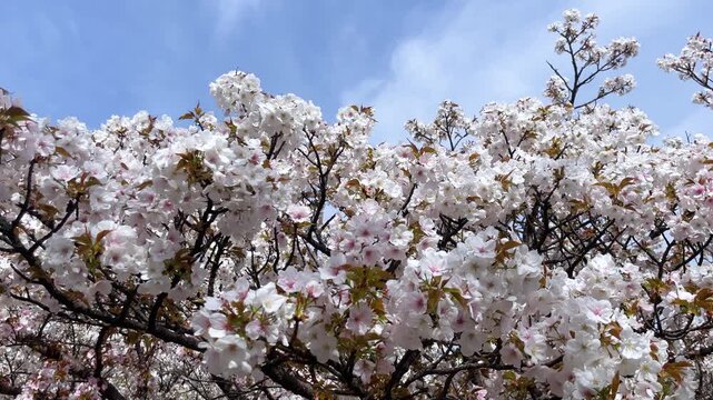 満開の御室桜、仁和寺