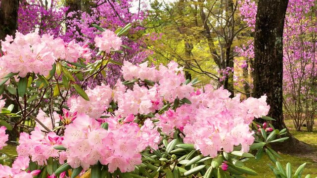 満開のミツバツツジ