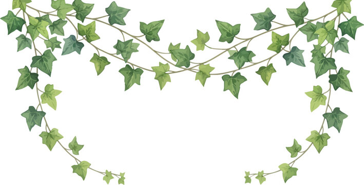 Elegant hand drawn vector illustration of hanging green ivy vines arranged in a decorative garland frame on white background