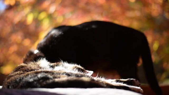 紅葉の庭を背景にウトウトするキジ猫に甘噛みする黒猫