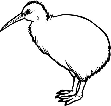 vector illustration of kiwi bird