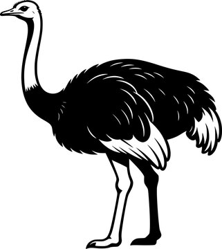 ostrich vector illustration