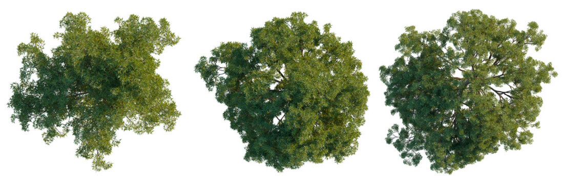 Aerial perspective of three Holm Oak (Quercus ilex) trees with different foliage densities, isolated on black background for landscape design.
