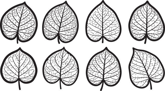 Symmetrical leaf shapes with vein patterns and directional arrows Vector