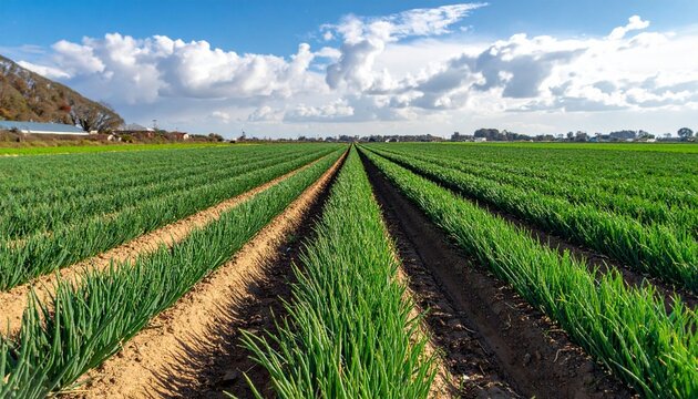 Green crop field under blue cloudy sky