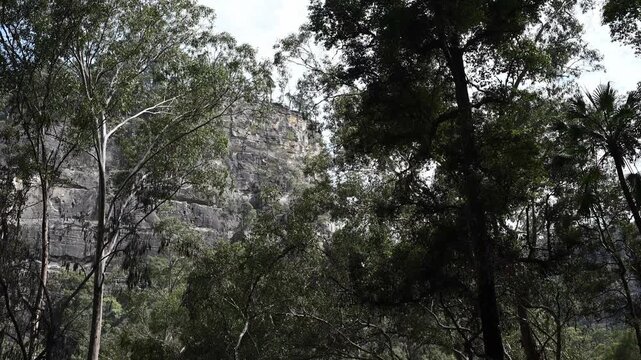Aboriginal rock art on cliff, Carnarvon Gorge