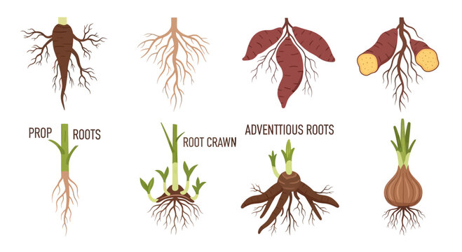 Types of Plant Roots: Taproot, Fibrous, Tuberous, Prop, Crown, Adventitious, Bulb