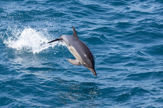 Dolphin jumping over the waves in black sea.