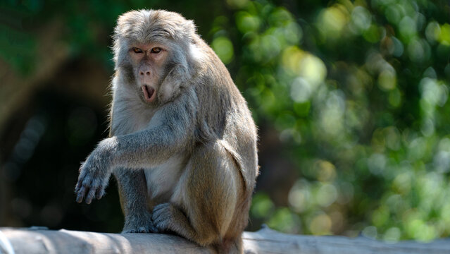 Wild macaque monkey sitting on a tree branch