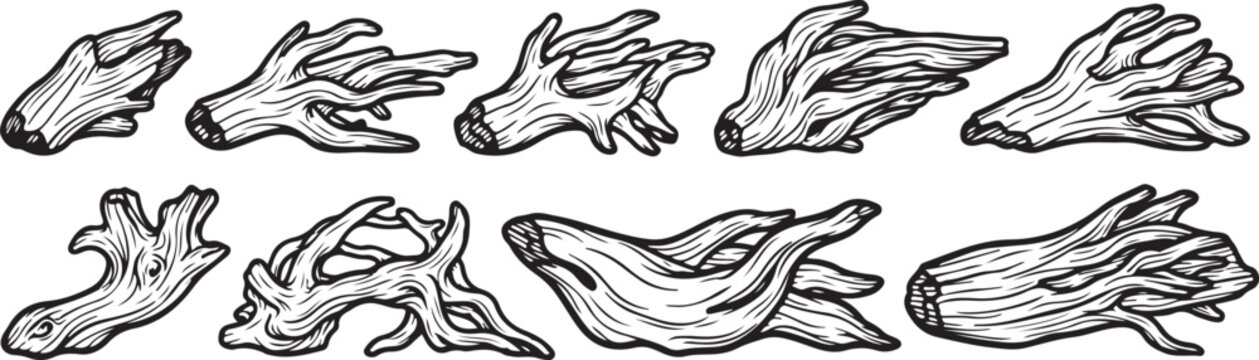 Intricate line drawing of various animal paws and claws Vector