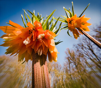 Bottom view of first spring flowers blooming in the garden. Picturesque morning view of blooming Fritillaria imperialis flowers at April. Beautiful floral background. Anamorphic macro photography.