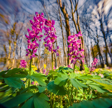 Wonderful spring scenery. First flowers blooming in the forest. Amazing morning scene of woodland glade with Corydalis cava flowers. Beautiful floral background. Anamorphic macro photography.