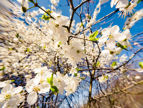 Blooming cherry tree in thespring garden. Wonderful morning scene in April. Beautiful floral background. Anamorphic macro photography.