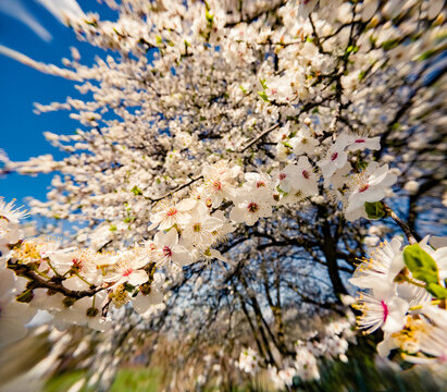 Blooming cherry tree in thespring garden. Bright morning scene in April. Beautiful floral background. Anamorphic macro photography.