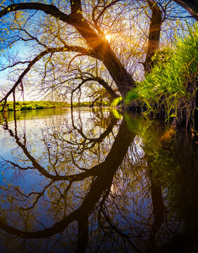 Old willow tree on the shore of Strypa river, Ukraine, Europe. Unbelievable spring scene of green meadow. Beauty of nature concept background.