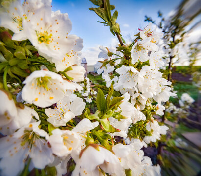 Blooming cherry tree in the garden. Adorable  morning scene in May. Beautiful floral background. Anamorphic macro photography.