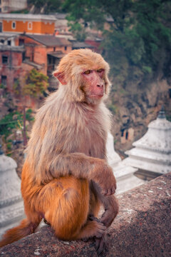 Monkey sitting on the wall of Buddhist shrine above Kathmandu city in Nepal, Asia. Portrait of sitting macaque monkey with Buddhist temple on background.