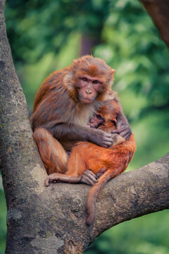 Monkey sitting on the tree with her baby. Portrait of sitting macaque monkeys in the jungle of Nepal, Asia.