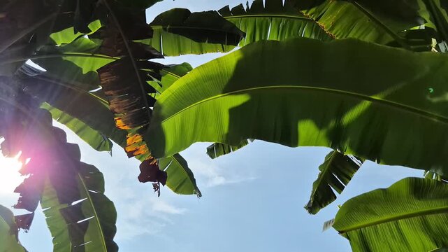 Low Angle Shot of Tropical Banana Leaves with Sun Flare and Clear Blue Sky.