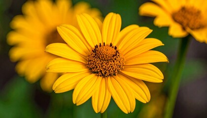 Obraz premium Vibrant Yellow Flowers in Full Bloom Closeup.