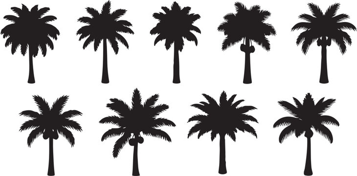 Black and white illustration of pine trees with varying branch densities Vector