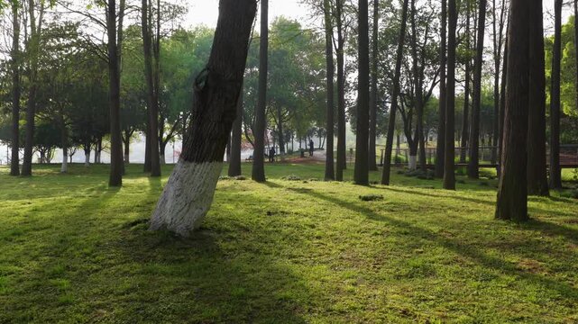 Spring Scenery of Yuehu Park and Guqin Terrace Scenic Area in Wuhan, Hubei, China