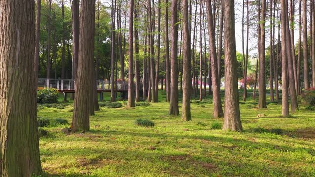 Spring Scenery of Yuehu Park and Guqin Terrace Scenic Area in Wuhan, Hubei, China