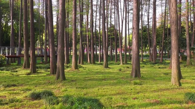 Spring Scenery of Yuehu Park and Guqin Terrace Scenic Area in Wuhan, Hubei, China
