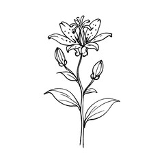 Fototapeta premium PNG Elegant lily sketch illustration