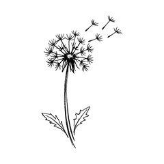 Fototapeta premium PNG Minimalist dandelion sketch art