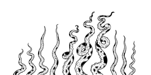 Tentacles of octopus and squid, hand drawn collection of illustrations. Black and white engraving style drawings. Tentacle straight and with rings in different angles. © Very Well Studio