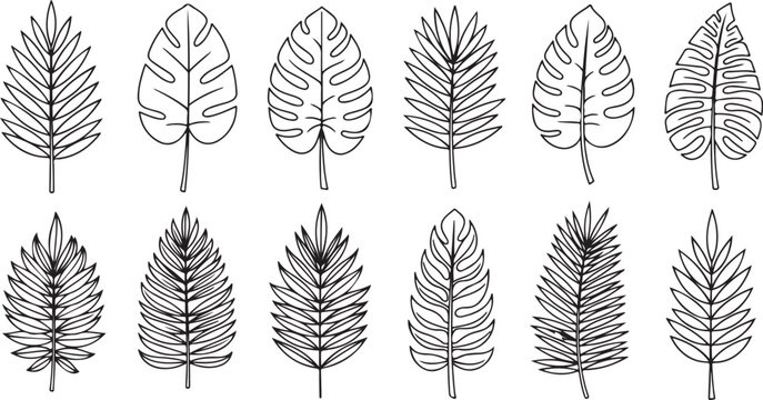 Black and white line drawings of various types of leaves with detailed veins Vector