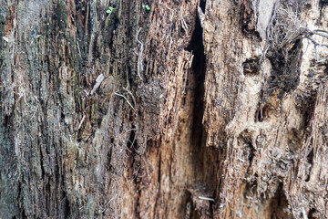 The texture of weathered and decayed wood shows broken wood fibers, small holes caused by insects or natural weathering, a rough surface that emphasizes an organic impression, and damage.              © Abu Tami