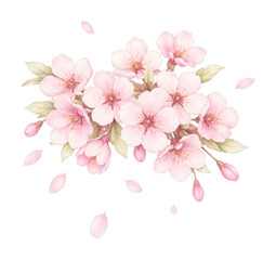 Fototapeta premium PNG Delicate pink cherry blossoms illustration.