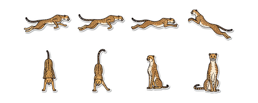 Running cheetah animation sequence motion graphics vector illustration
