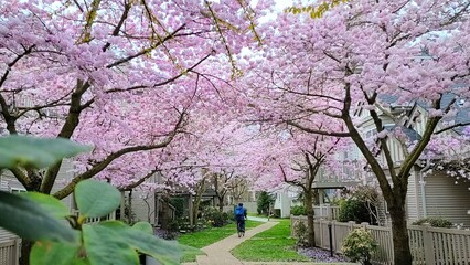 Naklejka premium Cyclist Riding Through Cherry Blossom Tunnel in Residential Neighborhood
