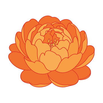 Vibrant Orange Peony Flower Illustration.