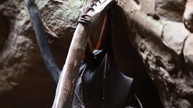 Flying fox in Amphitheatre canyon, Carnarvon Gorge
