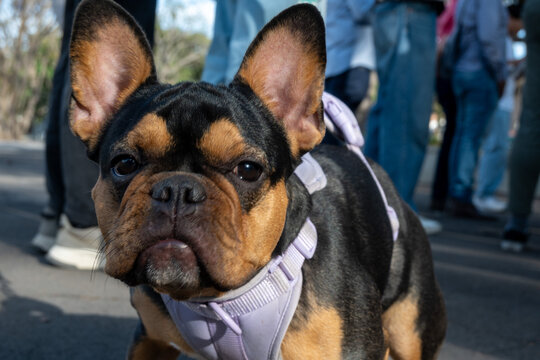 A charming black and tan French Bulldog wearing a lavender harness, captured in a close-up outdoor portrait. The dog gazes directly at the camera, showcasing its alert and friendly expression in a bri