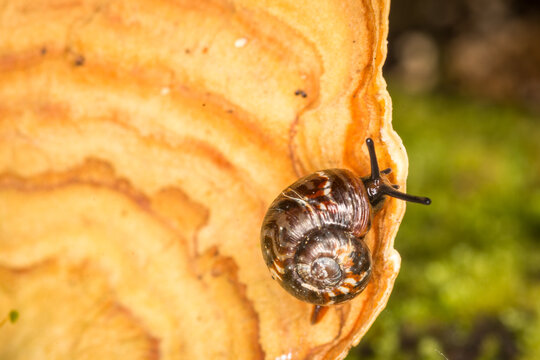 Close up of Flammulina zebra,  which is a very small air-breathing land snail, terrestrial pulmonate gastropod mollusk in the subfamily Flammulininae, feeding on fungi.