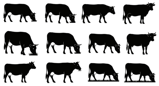 Black cow silhouettes walking and grazing in various poses on white background