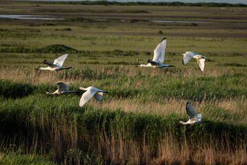 Fototapeta premium Elegant Eurasian spoonbill in flight just above the water surface, wings spread wide and reeds softly blurred in the background. This distinctive wading bird with its flat spoon-shaped bill is