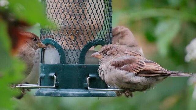 Sleepy House Sparrow Resting on Bird Feeder Cute Bird Video