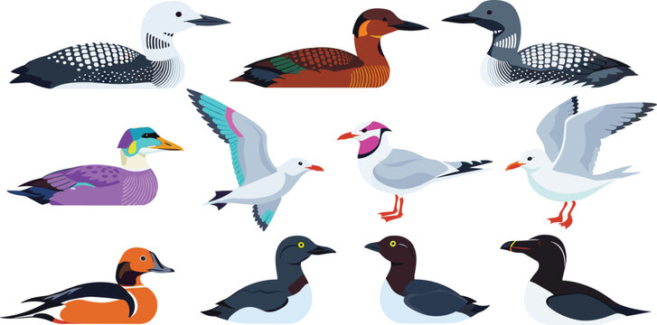 Colorful Vector Set of Aquatic and Seabirds Including Loons, Ducks, and Seagulls for Wildlife and Nature-Themed Designs