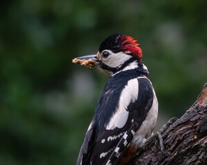 Fototapeta premium Wildlife image of a great spotted woodpecker standing on a large tree stump while holding a nut in its beak. The black white and red bird is captured in a natural forest environment with soft green