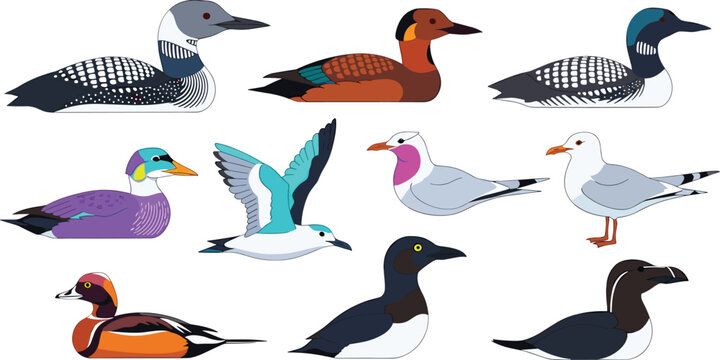 Colorful Vector Set of Aquatic Birds Including Loons, Ducks, Gulls, and Other Waterfowl for Wildlife and Nature-Themed Designs