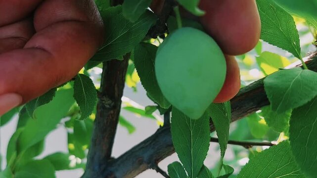 Close Up View Of First Unripe Green Plum Fruit Growing